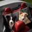 Pets Furever Double Car Seat Hammock - Grey