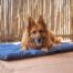 Pets Furever K9 Quilt Large Dog Breeds