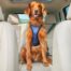 PetSafe-Happy-Ride-Safety-Harness-Large