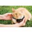 petsafe_deluxe_in-ground_cat_fence_containment_system_4