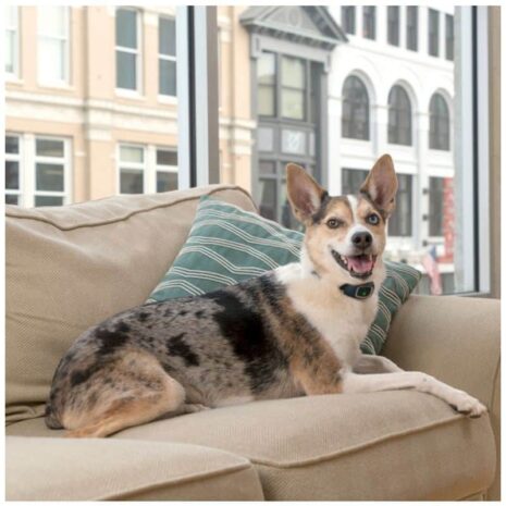 petsafe_lite_rechargeable_bark_control_collar_3 petsafe_lite_rechargeable_bark_control_collar_3