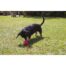 Rosewood BioSafe Puppy Ball - Pink
