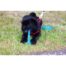 Rosewood BioSafe Puppy Bone - Blue
