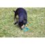 Rosewood BioSafe Puppy Ring - Blue