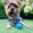 Rosewood BioSafe Puppy Treat Ball - Blue