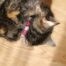 Rosewood Damson Cat Collar