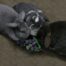 Rosewood Grape 'n' Gnaw Rabbit Toy