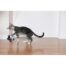 Rosewood Jolly Moggy Natural Wild Feather Teaser