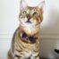 Rosewood Navy Red Tartan Cat Collar