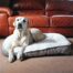 Rosewood Plush Tweed Teddy Bear Dog Mattress
