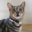 Rosewood Silver Cat Collar