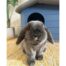 Rosewood Small Pet Knock-Down House - Blue