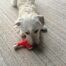 Rosewood Tough Toys Chicken Leg