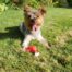 Rosewood Tough Toys Chicken Leg