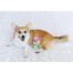 Outward Hound Destroy them All Sweet Shop Dog Toy - Assorted
