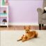 Outward Hound Fattiez Chicken Dog Toy