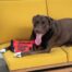 Outward Hound Firehose Squeak-N-Fetch Dog Toy