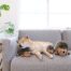 Outward Hound Hedgehogz Dog Toy - Small