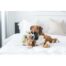 Outward Hound Hide-A-Squirrel Dog Toy