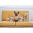 Outward Hound Hide-A-Squirrel Dog Toy