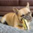Outward Hound Invincible Mini Duck Dog Toy