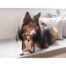 Outward Hound Invincibles Mini Puppy Dog Toy