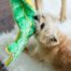 Outward Hound Squeaker Matz Gator XL 16 Squeaker Dog Toy