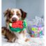 Outward Hound Surprise Hedgies Dog Toy - Assorted