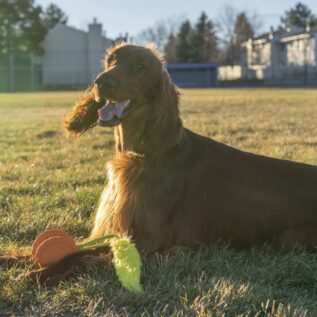 Outward Hound Tail Spinner Dog Toy