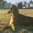 Outward Hound Tail Spinner Dog Toy