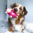 Outward Hound Tootiez Sheep Dog Toy