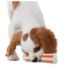 Petstages Beyond Bone Dog Chew Toy