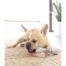 Petstages Deerhorn Dog Toy