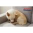 Petstages Dogwood Flip & Chew Bone