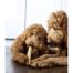 Petstages Puppy Dogwood Chew Toy