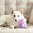 Petstages Rattle Treat & Squeak Unicorn Dog Toy
