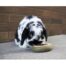 Rosewood Rabbit Treat n Gnaw Donuts