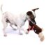 Charming Pets Baby Tuggeez Monkey Dog Puzzle