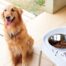 Moderna Skybar Elevated Dog Bowl - Large