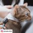 Tickless Mini Cat Ultrasonic Tick & Flea Repellent