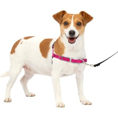 PetSafe Easy Walk No-Pull Dog Harness 2 PetSafe Easy Walk No-Pull Dog Harness - XS Raspberry