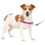 PetSafe Easy Walk No-Pull Dog Harness - XS Raspberry