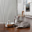 PetSafe Seaside Stainless Pet Fountain