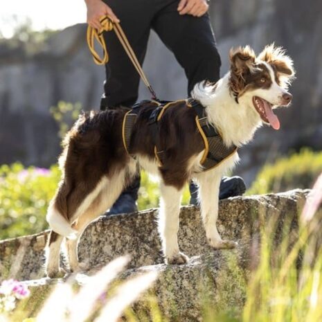 Rogz AirTech Adventure Harness Rogz AirTech Adventure Small Harness - Nightsky Black