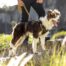 Rogz AirTech Adventure Small Harness - Nightsky Black