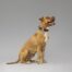 MyFamily Bronx Bone Futuristic XLarge Pet ID Tag