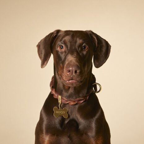MyFamily Large Bone Pet ID Tag - Gold Brass 2 MyFamily Large Bone Pet ID Tag - Gold Brass