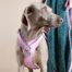 MyFamily Large Heart Pet ID Tag - Chrome Brass