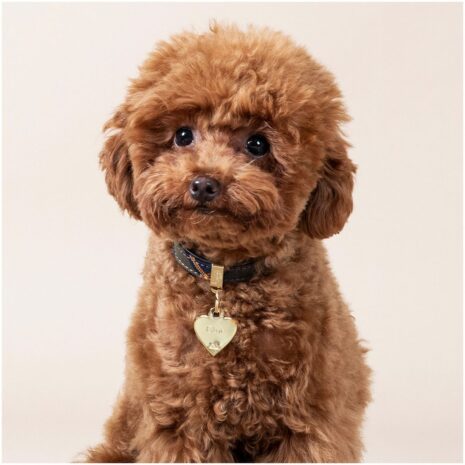 MyFamily Small Heart Pet ID Tag - Gold Brass 3 MyFamily Small Heart Pet ID Tag - Gold Brass