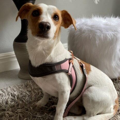Rogz Urban Fast Fit Adjustable S-M Dog Harness Rogz Urban Fast Fit Adjustable S/M Dog Harness